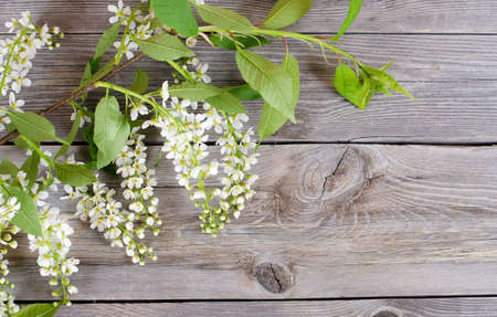 Bird cherry branch on a wooden surfaceの写真素材