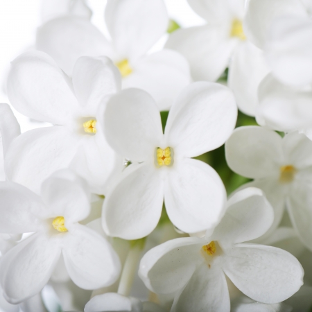 The beautiful white  lilac as a backgroundの写真素材