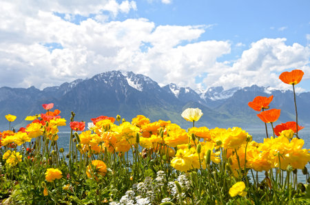 スイス国花の写真 イラスト素材一覧 5 923件 ストックフォトのamanaimages Plus