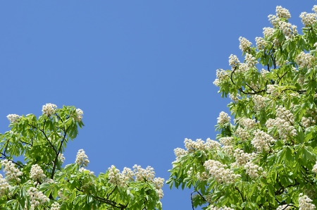 Foliage and flowers of horse-chestnut (Aesculus hippocastanum)の写真素材