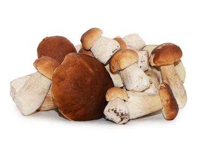 The boletus edulis isolated on white backgroundの写真素材