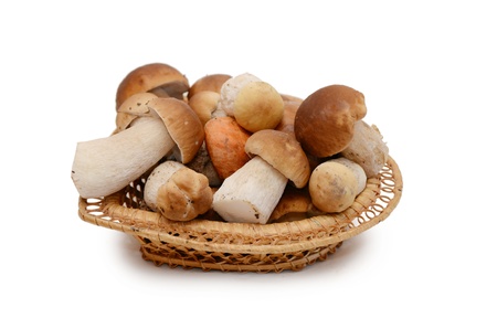 The boletus edulis isolated on white backgroundの写真素材
