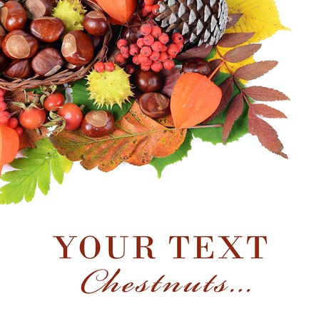 Chestnuts on autumn leaves isolated on whiteの写真素材