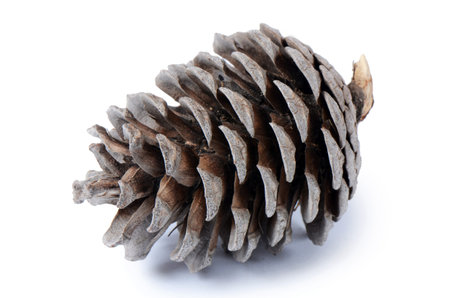 The fir cone isolated on white background