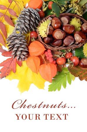Chestnuts on autumn leaves isolated on whiteの写真素材