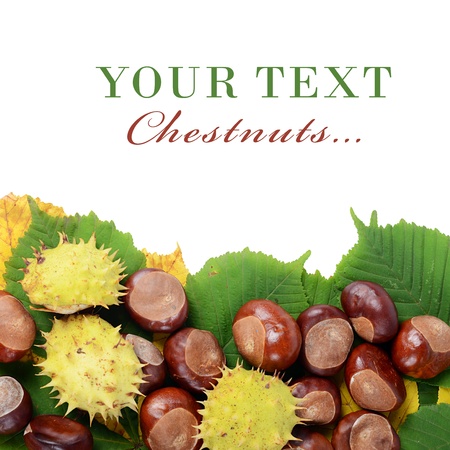 Chestnuts on autumn leaves isolated on whiteの写真素材