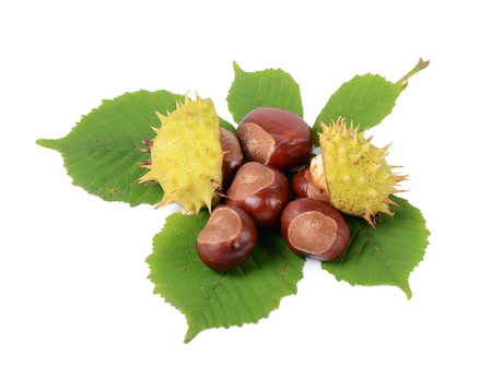 Chestnuts on autumn leaves isolated on whiteの写真素材