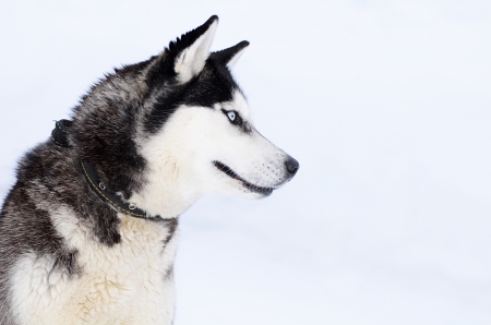 The dog Siberian husky in the winterの写真素材