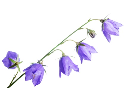 Beautiful blue flowers campanula isolated on whiteの写真素材