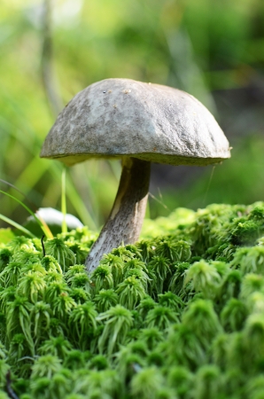 The boletus edulis grows from the earthの写真素材