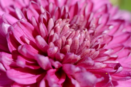 Aster flower close upの写真素材