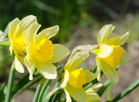 Beautiful spring flowers in a green grassの写真素材