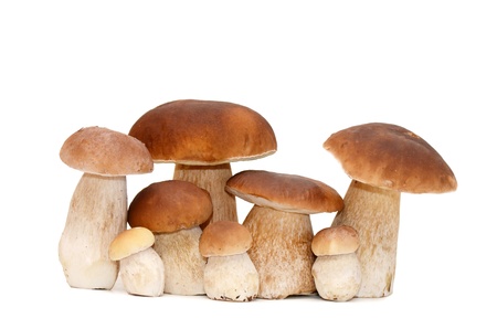 The boletus edulis isolated on white backgroundの写真素材
