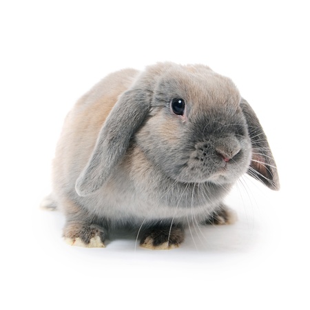 The grey rabbit  isolated on white backgroundの写真素材