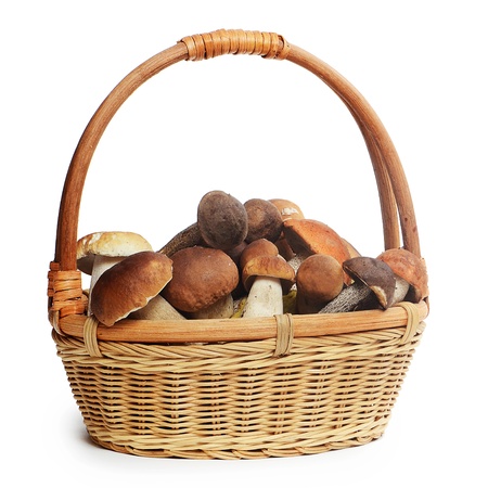 The raw boletus edulis in a basketの写真素材