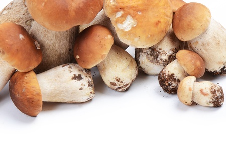 Boletus edulis isolated on white backgroundの写真素材