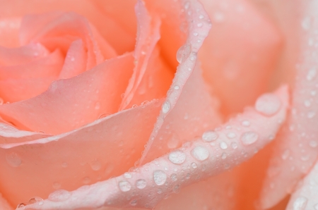 Pink rose close up with water dropsの写真素材