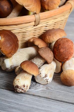 The raw boletus edulis as a backgroundの写真素材