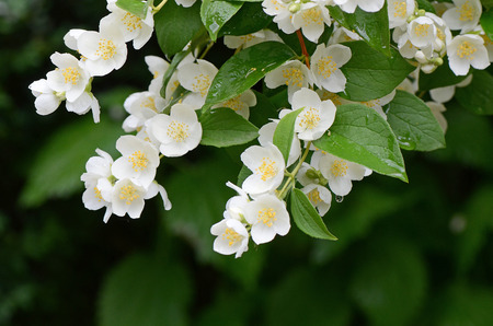 Jasmine flowers - background; beautiful jasmin flowers in bloomの写真素材