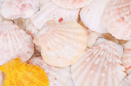 The sea shell as a background. Close-up