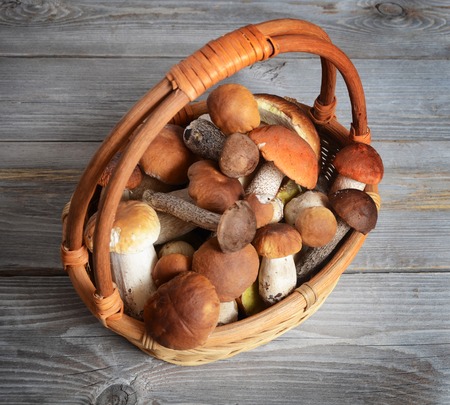 The raw boletus edulis as a backgroundの写真素材
