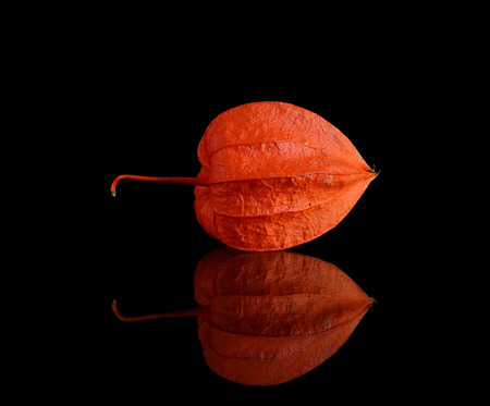 The orange physalis  on a black backgroundの写真素材