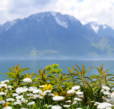 Flowers against mountains and lake Geneva from the Embankment in Montreux. Switzerlandの写真素材