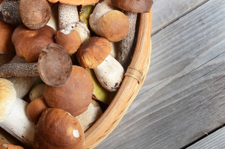 The raw boletus edulis as a backgroundの写真素材