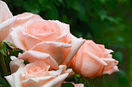 Pink rose close up with water dropsの写真素材
