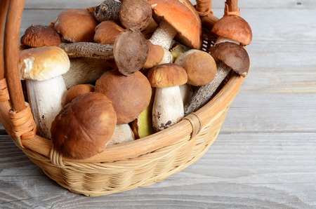The raw boletus edulis as a backgroundの写真素材