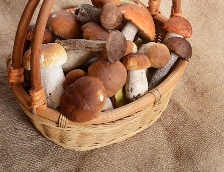 The raw boletus edulis as a backgroundの写真素材