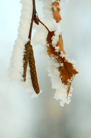 frozen abstract tree branches and plants in winter snowの写真素材