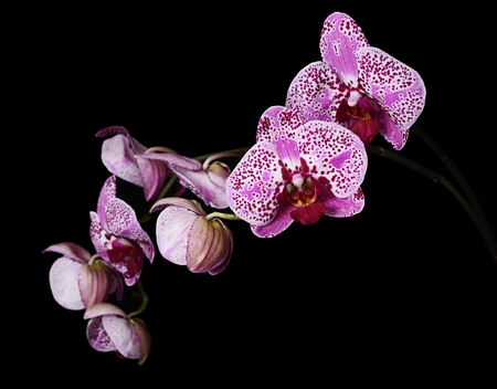 Flowers of a lilac orchid on blackの写真素材