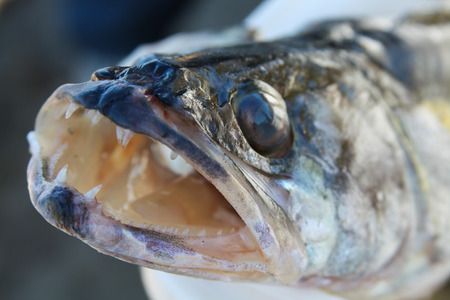 Head of a pike perch with big teethの写真素材