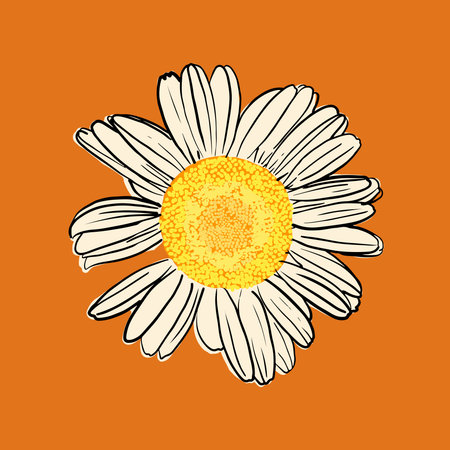 camomile with black outline on orange backgroundのイラスト素材