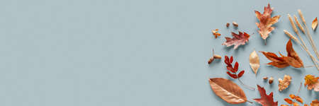Autumn composition. Leaves on a light blue background. Web banner. Copy spaceの写真素材
