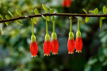Tropical red flowers hang close-up on a background of green garden.