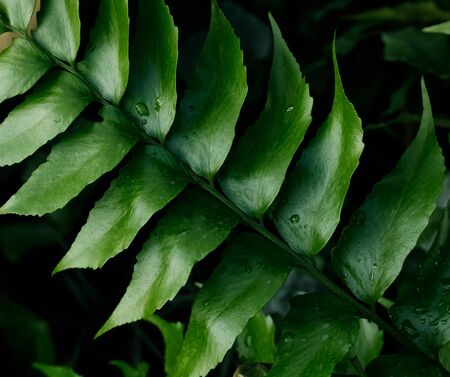 Green leaf tropical plant background. Nature concept.の写真素材