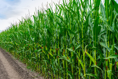 corn growing on the field
