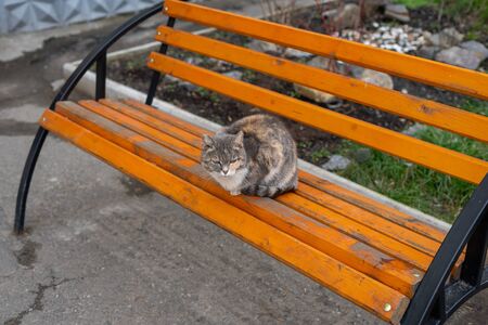 home cat sitting on a benchの写真素材