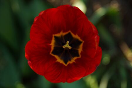 Red opened tulip photographed from above on a green background close up soft focusの写真素材