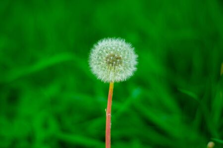 Overblown dandelion photographed on a green bright and blurred backgroundの写真素材