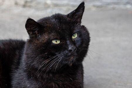 portrait of a big black cat with green eyesの写真素材