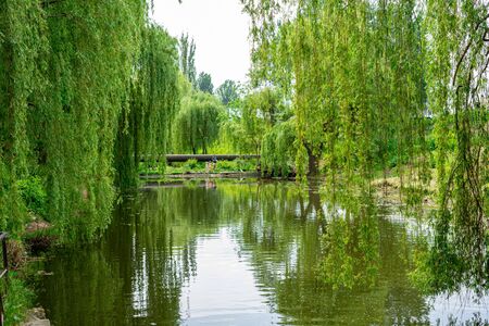 green willows grow near the river. beautiful landscape.の写真素材