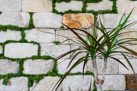 The plant grows on a brick wall background. Decorative brick wall. Modern design.の写真素材