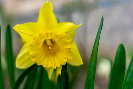 big yellow flower close up on bokeh background.の写真素材