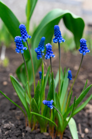 Grape hyacinth photographed close up on a flowerbed.
