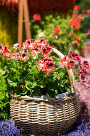 Basket woven from vines with beautiful red flowers.の写真素材