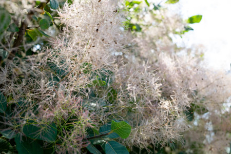 Blooming smoke tree close-up. Selective focus. Natural background