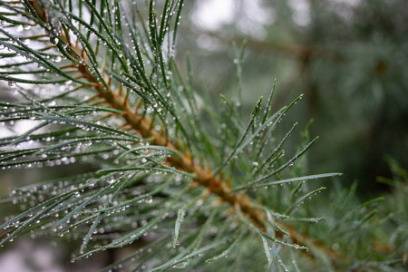 Green pine branch with raindrops close-up. Selective focus